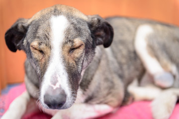 dog with amputated paw