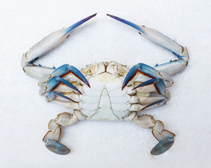 Blue crab