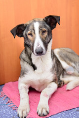 dog with amputated paw