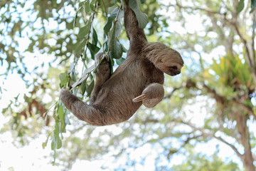 Sloth climbing tree in nature reserve in Brazil
