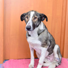 dog with amputated paw