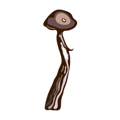 Forest mushroom. Wild mushrooms. Brown cap boletus. Leccinum.