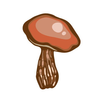 Forest mushroom. Wild mushrooms. Orange cap boletus. Aspen mushrooms. Leccinum.