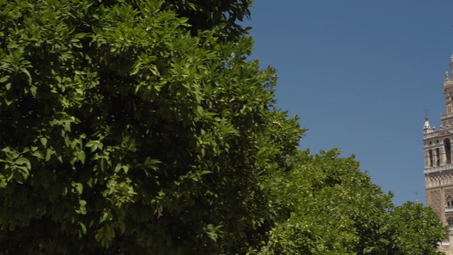 La Giralda Tower, in Seville, Andalusia, Spain, seen with some orange trees at foreground and with a blue sky. Orange trees are very traditional trees in Seville