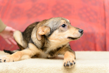 homeless puppy in shelter
