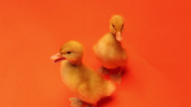 two yellow chick on an orange background