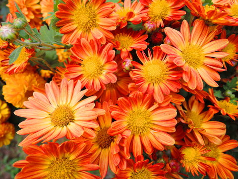 Bunch of orange Cineraria flowers