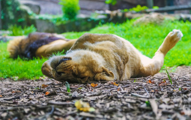 Lions family sleeps in a cage