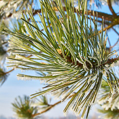 Frozen pine branch on a blue sky