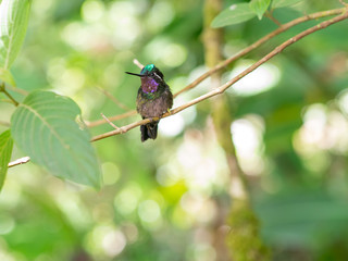 Humminbird in Monteverde
