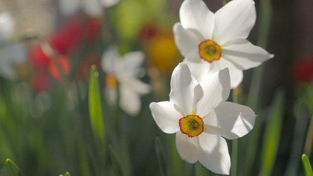Colorful garden with Narcissus poeticus flower pair slow moving on the wind 4K 2160p UltraHD footage - Beautiful Narcissus plants in natural environment 4K 3840X2160 UHD video 