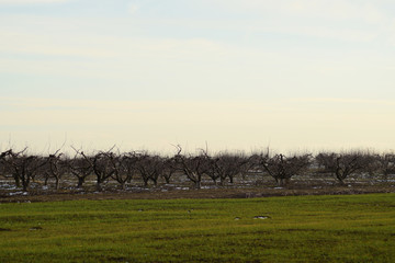 Cropped trees in the apple orchard