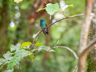 Humminbird in Monteverde