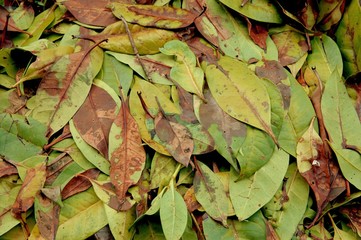 Fallen leaves still green from a felled tree matting together after the rain