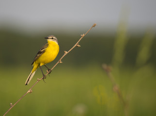 Yellow bird sitting on a branch