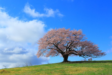 亀ｹ森の一本桜