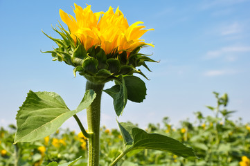 Big bud blooming sunflowers on sky background