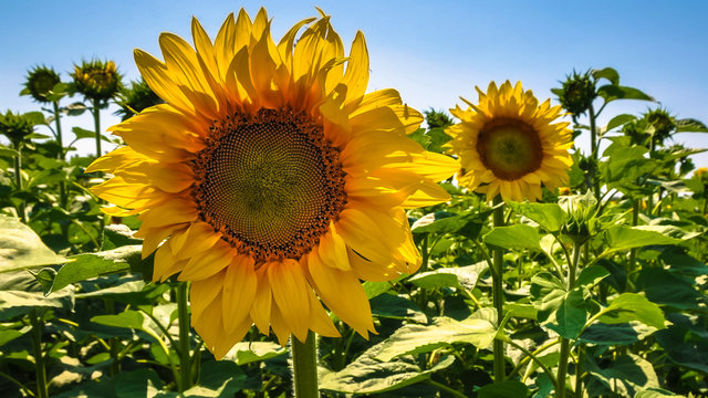 Large sunflower on a sunflower field