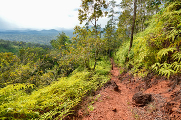 Hiking trail in Cockscomb Basin Wildlife Sanctuary, Stann Creek, Belize