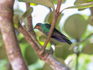 Humminbird in Monteverde