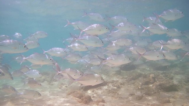 A large school of fish Bigeye trevally (Caranx sexfasciatus), Indian Ocean, Hikkaduwa, Sri Lanka, South Asia

