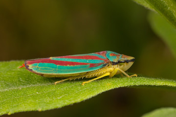 Candy-striped Leafhopper