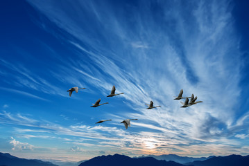 Birds flying against blue evening sunset in the background envir