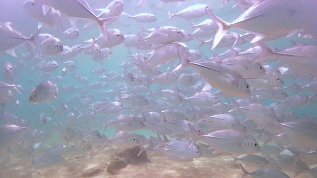 A large school of fish Bigeye trevally (Caranx sexfasciatus) floating under the water surface (bottom view), Indian Ocean, Hikkaduwa, Sri Lanka, South Asia
