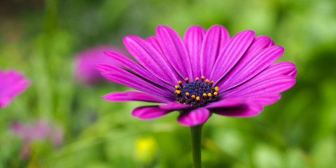 Obraz premium Daisy Pink Purple 2