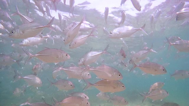 A large school of fish Bigeye trevally (Caranx sexfasciatus), Indian Ocean, Hikkaduwa, Sri Lanka, South Asia
