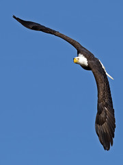 Bald Eagle In Flight Wings Spread