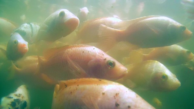 A large school of fish Mozambique tilapia (Oreochromis mossambicus) in a river, Hikkaduwa, Sri Lanka, South Asia
