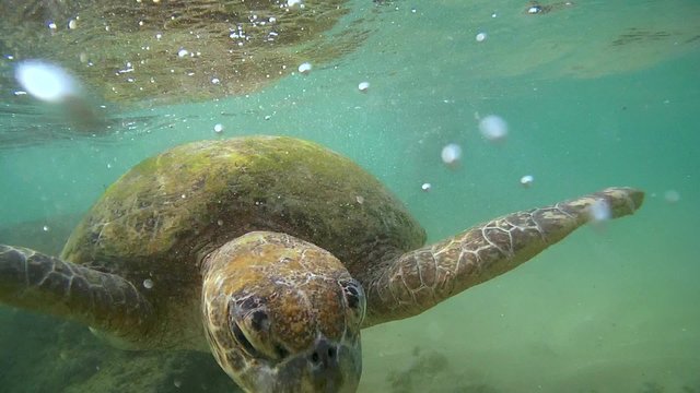 Green Turtle (Chelonia mydas) takes a breath and dives under the water (close-up), Indian Ocean, Hikkaduwa, Sri Lanka, South Asia
