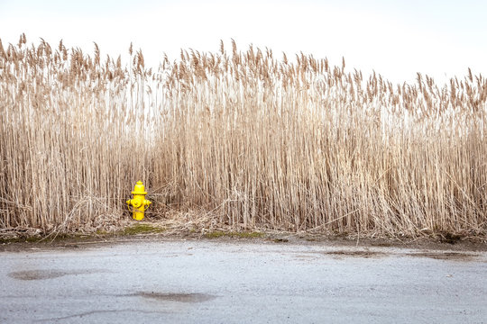 Lone Yellow Fire Hydrant In Tall Grass