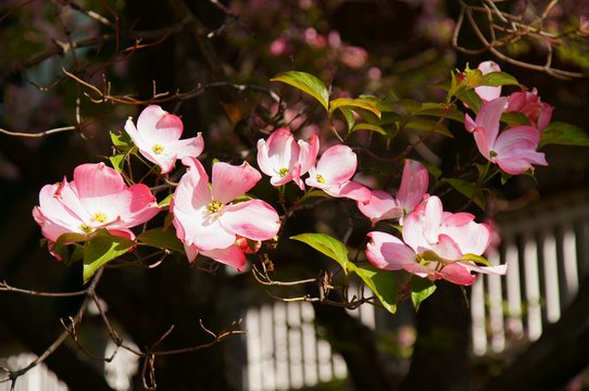 Dogwood Blossom Images – Browse 14,575 Stock Photos, Vectors, and Video