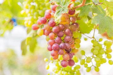 grapes in the vineyard