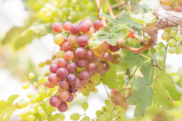 grapes in the vineyard