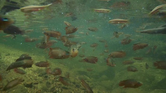 Striped rasbora (Rasbora daniconius), Walking catfish (Clarias brachysoma) and combtail (Belontia signata) - endemic to Sri Lanka, feed under the surface of the water, Sinharaja, Sri Lanka 
