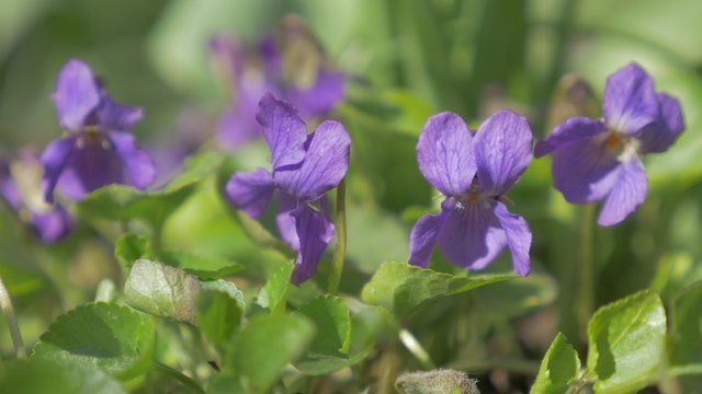 Common  violet flower also known as Viola Odorata in the garden 4K 2160p UHD footage - Sweet violets  on wind first spring plants 4K 3840X2160 UltraHD video
