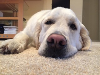 low angle of a golden retriever