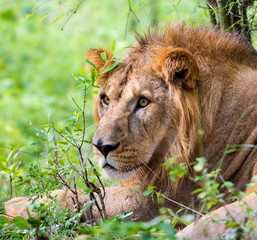 The very rare Asiatic Lion in a national park in India. These national treasures are now being protected, but due to urban growth they will never be able to roam India as they used to. 