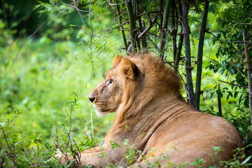 The very rare Asiatic Lion in a national park in India. These national treasures are now being protected, but due to urban growth they will never be able to roam India as they used to. 