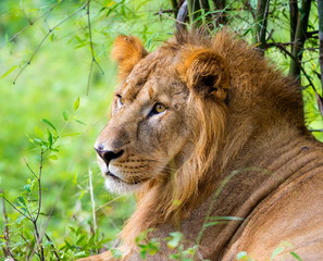 The very rare Asiatic Lion in a national park in India. These national treasures are now being protected, but due to urban growth they will never be able to roam India as they used to. 