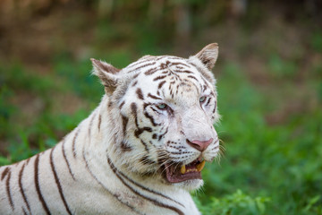 White Tiger in a national park in India. These national treasures are now being protected, but due to urban growth they will never be able to roam India as they used to. 