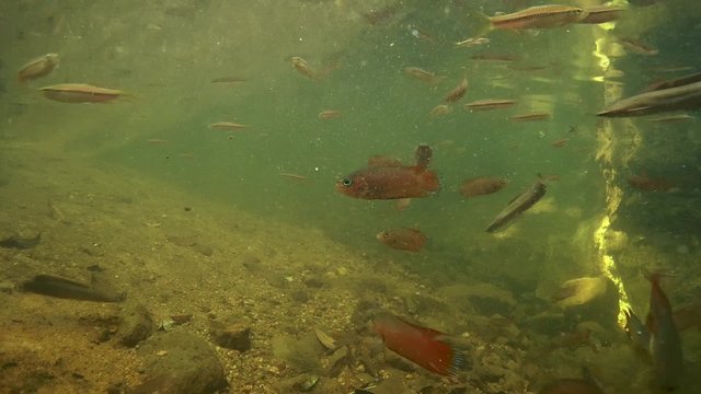 Striped rasbora (Rasbora daniconius), Walking catfish (Clarias brachysoma) and combtail (Belontia signata) - endemic to Sri Lanka, feed under the surface of the water, Sinharaja 
