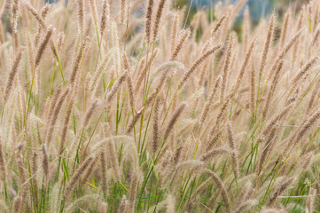 Grass flowers close up from grassland