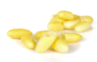 Cocoon on whited background.