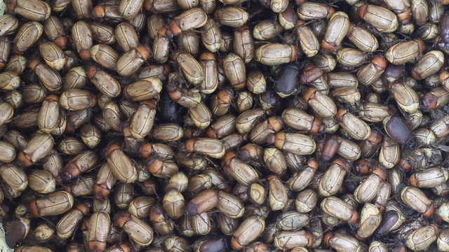 Lots of beetles