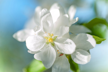 Apple bloom close up
