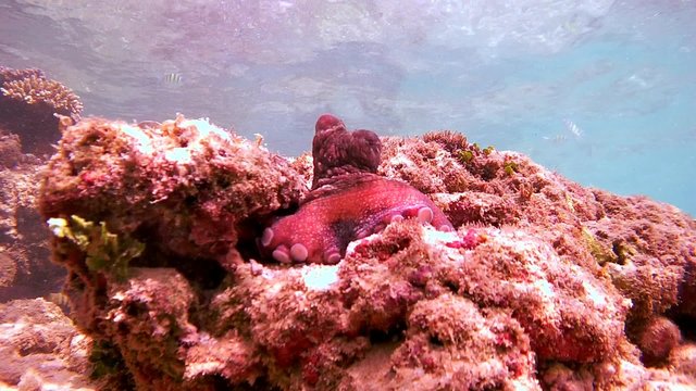 Cyane's octopus (Octopus cyanea) sits on a rock, Indian Ocean, Hikkaduwa, Sri Lanka, South Asia
